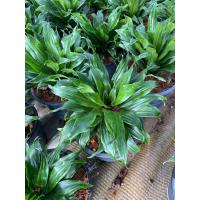 ราคา ต้นวาสนาเก้าชั้น ต้นไม้มงคล มี 2 ขนาดให้เลือก กระถาง 6 8 นิ้ว (21507310873)