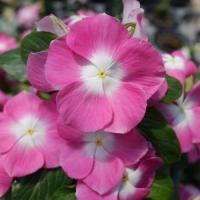 ราคา 100 เมล็ด ดอกแพงพวย Cayenne Jasmine แพงพวยฝรั่ง Vinca Flower Seeds สายพันธุ์ Mega Bloom Pink Halo (21347266979)