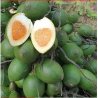 ราคา หมากสด หมากออ่น หมากรอ่งน้ำ หมากคุณภาพดี ตัดสดใหม่ทุกวัน หมากราคาประหยัด ตัดส่งแต่ผลหมาก ไม่รวมทะลายให้สิ้นเปลืองค่าขนส่ง ชาวสวนขายเอง แถมทุกออร์เดอร์ เนื้อหมากนุ่มอร่อย น่ารับประทาน ผมหมาก ลว้นๆ 2กิโ