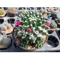 ราคา ไซส์แม่พันธ์ ไม้เมล็ด ไซส์ใหญ่ พร้อมให้ดอก ต้นกระบองเพชร ต้นแคคตัส แคคตัส กระบองเพชร (16513816450)