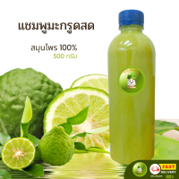 ราคา แชมพูมะกรูดสด ลดผมร่วง ลดรังแค ทำจากมะกรูดสด100 สมุนไพร ทำสดใหม่ทุกวัน 500 กรัม Handmade Herb Kaffir lime Fresh Shampoo (21443808425)