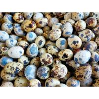 ราคา ไข่นกกระทาสด 100 ฟอง (21529187919)