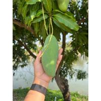 ราคา พร้อมส่ง มะม่วงมันขุนศรี นอกฤดู มะม่วงสายพันธ์โบราณที่อร่อยที่สุด หาทานยาก (20817292873)
