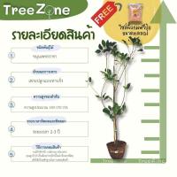 ราคา ต้นขนุนเพชรราชา สูง100 170 cm เกรดพรีเมียม รับประกันพันธุ์แท้100 ยวงใหญ่รสหวานเนื้อนุ่มเมล็ดเล็ก (15877811821)