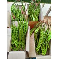 ราคา สะตอฝักสด จำนวน15ฝัก (9249580219)