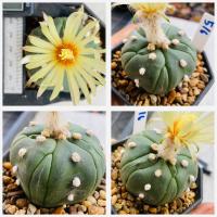 ราคา แอสโตรไฟตัม 5 พูแทรก มายริโอ ฟุกุริว Astrophytum myriostigma cactus แคคตัส กระบองเพชร (21554240383)