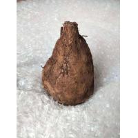 ราคา ว่านสบู่เลือด ตัวผู้ เมีย ครึง1กก ให้เลือก เฉพาะหัว โขดสบู่เลือด ไม้โขด สบู่เลือด เป็นไม้เถาร์สวยงาม (16877870902)