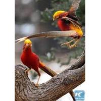 ราคา เชื้อไข่ ไก่ฟ้า เลดีแฮม โกลเด้น สีทอง ฟักง่ายเหมือนไก่ป่าทั่วไป ส่งจริง เครมจริง (21534974567)