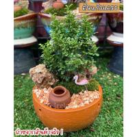 ราคา ต้นไม้จริง สวนถาด ต้นแก้วแคระ บอนไซ ต้นไม้มงคล เสริมศิริมงคล (18977854239)