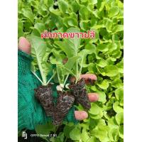 ราคา ต้นกล้าผักกากขาวปลี ต้นกล้าออแกนิกส์ ต้นกล้าผักโฮโดรโปรนิกส์ ต้นกล้าผักสวนครัว (21236071593)