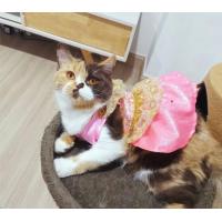 ราคา ชุดไทยหมา ชุดไทยแมว ชุดไทยหมาแมว ชุดออเจ้า พร้อมส่ง (18343257556)