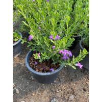 ราคา ต้นนีออนใบเงิน นีออนแคระ พุ่มใหญ่ ดอกสีม่วง ถอดกระถางส่ง (21569474493)