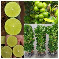 ราคา มะนาวแป้นสุขประเสริฐ ลูกดกทั้งปี น้ำดี กลิ่นหอมเมล็ดน้อยเปลือกบางทนโรคดี (16722310688)