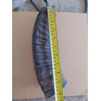 ราคา เขาควายทำด้ามมีด 1ชิ้น (20961218085)