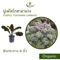 ราคา เคลโยโกฮาม่าม่วง Organic Purple Yokohama Kale (21586652023)