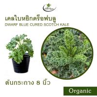 ราคา เคลใบหยิกดร็อฟบลู Organic Dwarf Blue Cured Scotch Kale (21525709938)