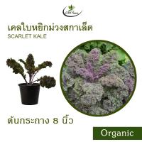 ราคา เคลใบหยิกสการ์เล็ต Organic Scarlet Culry Kale (21526294274)
