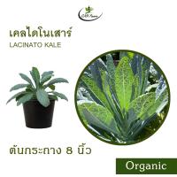 ราคา เคลไดโนเสาร์ Organic Lacinato Kale (21527605552)