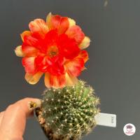 ราคา อิชินอปซิส โลบิเวีย Echinopsis Lobivia แคคตัส กระบองเพชร cactus succulent (20510396656)