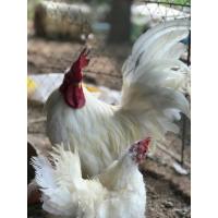 ราคา ไข่เชื้อไก่แจ้ ขาสั้น ขาวมิ่ง (11793499527)