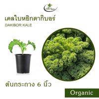 ราคา เคลใบหยิกดากิบอร์ Organic Dakibor Curly Green Kale (21608005360)