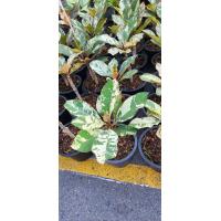 ราคา 1 ต้น ลีลาวดีแคระ ลั่นทม Plumeria obtusa L ต้นเตี้ย ใบด่าง จัดส่งพร้อมกระถางขนาด 8 นิ้ว (21075060646)