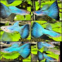 ราคา ปลาหางนกยูง คัดเกรด แถม อาหารปลาหางนกยูง ทุกกล่อง รับประกันตลอดการจัดส่ง 14 (21491663686)