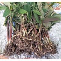 ราคา เหง้าว่านดอกทองเขมร ว่านมหาเสนห์ ว่านราคะ ด้าน เมตตามหานิยม ตัวเมีย ตัวผู้ 1 คู่ ใช้ปลูก จำหน่ายเป็นคู่ เหง้าสดๆ พร้อมปลูกลงดิน (20968588745)