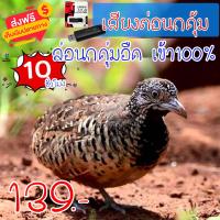 ราคา 8Shop เสียงต่อนกคุ้ม แฟลชไดร์ฟเสียงนกคุ้ม สำหรับต่อหรือล่อนกคุ้ม ความยาว 10 ชม เสียงดัง เสียงใสกังวาน ได้ผล100 (21393846625)