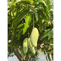 ราคา พร้อมส่ง มะม่วงมันขุนศรี นอกฤดู มะม่วงสายพันธ์โบราณที่อร่อยที่สุด หาทานยาก (20817292870)
