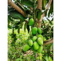 ราคา มะม่วงเบาใต้ organic เก็บสดทุกวัน (21417146442)