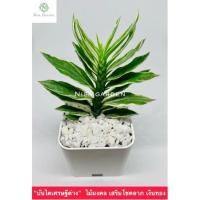 ราคา ต้นบันไดเศรษฐี หรือต้นว่านตีนตะขาบ ไม้มงคล สมุนไพร ไม้ฟอกอากาศ ส่งพร้อมกระถาง 2 นิ้ว (18239966110)