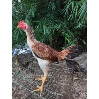 ราคา ไข่เชื้อไก่ชน ไก่เยียร์ พม่าล่อยาว พ่อสาย ส มีสุวรรณ ไก่ ไก่สวยงาม เเม่สายจักรินทร์ เก็บใหม่ทุกวัน เชื้อเเรงๆ (12427860640)