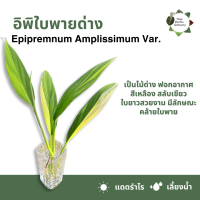 ราคา 5 ฟรี 1 ต้นไม้เลี้ยงนำ้ ไม้มมงคล ไม้ฟอกอากาศ ไม้ประดับ ไม้ด่าง ไม้หายาก ไม้ตกเเต่งบ้าน (21243902750)