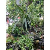 ราคา เศรษฐีเรือนในว่า Spider Plant ต้นแมงมุม หรือ Airplane Plant ต้นเครื่องบิน เป็นว่านเสริมโชค เสริมลาภ ช่วยเรียกเงินเรียกทอง เรียกโชคเรียกลาภ การทำมาค้าขายเจริญรุ่งเรือง ทั้งผู้ปลูก และคนในบ้าน จัดส่งพร้