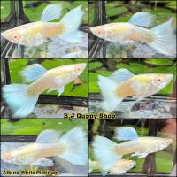 ราคา ปลาหางนกยูง คัดเกรด แถม อาหารปลาหางนกยูง ทุกกล่อง รับประกันตลอดการจัดส่ง 14 (21491663732)