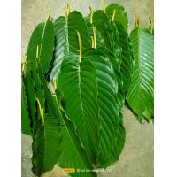 ราคา ใบกระท่อมสดชุมพรใบกระท่อมใต้ใบคัดสวยใบเคี้ยว1กิโลกรัม (21527435747)