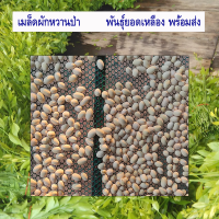 ราคา เมล็ดขัด 50 เม็ด ผักหวานป่า เม็ดผักหวานป่า กล้าผักหวานป่า ปี 2567 พันธุ์ยอดเหลือง พืชเศรษฐกิจยอดฮิต มีคู่มือ (18775096935)