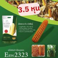 ราคา เมล็ดพันธุ์ข้าวโพดเลี้ยงสัตว์ ERW2323 บรรจุ 5 กิโลกรัม (15754474841)