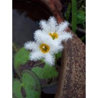 ราคา บัวบา บัวจิ๋ว บัวแคระ 1 ชุด มี 5 ต้น ไม้ลอยขนาดเล็ก ตกแต่งบ่อปลาอ่างปลา ดอกสีขาว (21605461323)