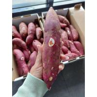 ราคา สดใหม่จากฟาร์ม มันหวานญี่ปุ่น มันหวานญี่ปุ่น คละยี่ห้อ เนื้อสีเหลือง Sweet Potato King 1 กิโลกรัม มันปลูกที่เวียดนาม ราคา ถูก ส่ง (20981350857)