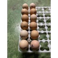 ราคา ไข่เชื้อ โร๊ดไอแลนด์ เรด on sell เชื้อดี ไก่ หนุ่ม สาว ไข่ล้นตู้ฟัก (19816623047)