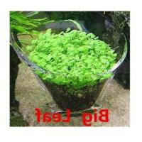 ราคา 100 เมล็ดหญ้าน้ำ สำหรับปลูกตกแต่งตู้ปลา ตู้ไม้น้ำ Aquarium Plants Seed ช่วยสร้างระบบนิเวศในตู้ปลาให้เหมือนกับธรรมชาติ พืชน้ำตกแต่งตู้ปลา (11769511584)