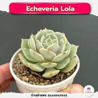 ราคา รวมกุหลาบหินและไม้อวบน้ำ กระถาง2นิ้ว หลายสายพันธุ์ ส่งทั้งกระถาง cactus succulent (17449470862)
