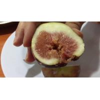 ราคา 10 เมล็ด เมล็ดมะเดื่อฝรั่ง Figs สายพันธุ์ BTM6 ของแท้ 100 มะเดื่อฝรั่ง หรือ ลูกฟิก Fig อัตรางอก 70 80 Figs seeds มีคู่มือวิธีปลูก (8905693724)