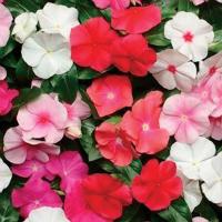 ราคา 100 เมล็ด ดอกแพงพวย Cayenne Jasmine แพงพวยฝรั่ง Vinca Flower Seeds สายพันธุ์ Pacifica Mix Hybrid (21347155913)