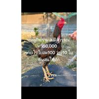 ราคา ไข่เชื้อสฺมีสุวรรณชุดลูกฟราม150000คอพม่าล้อม่ควรพลาด (21317994081)