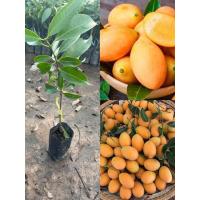 ราคา ต้นมะปรางหวานเสียบยอด พันธุ์เตี้ย รสชาติหวานลูกใหญ่ผลดกปลูก 1 2ปี ติดผล (21491554825)