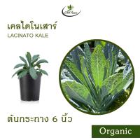 ราคา เคลไดโนเสาร์ Organic Lacinato Kale (21527605551)