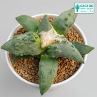 ราคา อริโอคาปัส คอลิฟลาวเวอร์ Ariocarpus Cauliflower Rare item No 1 (21573025659)